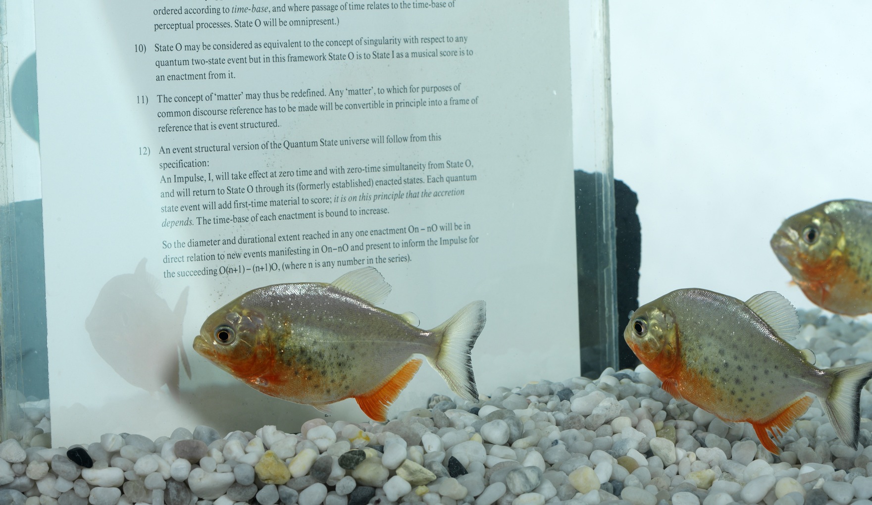 John LathamThey're learning fast (1988) Fish-tank, pages from 'Report of a Surveyor', piranhas Photo: Ken Adlard (MFI GRADUATE AWARD 2013 0)