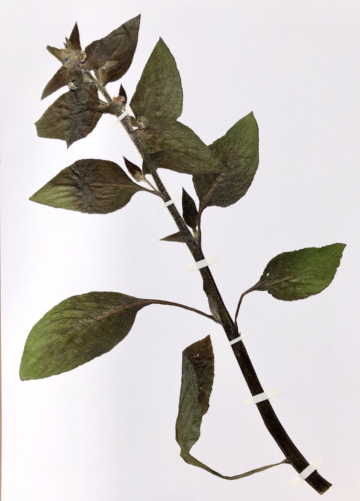  Pressed Pentaglottis sempervirens, commonly known as the green alkanet or evergreen bugloss, gathered from the Flat Time House garden in March 2021. (William Evans and Julia Crabtree with Alice Hattrick 5)